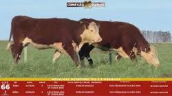 L 66 - 2 Novilhas Hereford 2,5a Prenhas - S�o Fernando
