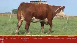 L 68 - 1 Vaca Hereford Prenha - S�o Fernando