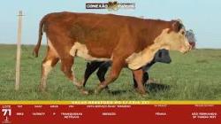 L 71 - 1 Vaca Hereford com cria - S�o Fernando