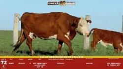L 72 - 1 Vaca Hereford com cria - S�o Fernando