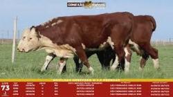 L 73 - 4 Novilhas Hereford 2,5a Prenhas - S�o Fernando