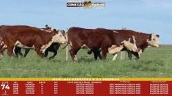 L 74 - 5 Novilhas Hereford 2,5a Prenhas - S�o Fernando