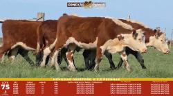 L 75 - 5 Novilhas Hereford 2,5a Prenhas - S�o Fernando