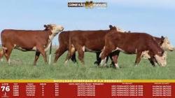 L 76 - 5 Novilhas Hereford 2,5a Prenhas - S�o Fernando