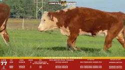 L 77 - 3 Vacas Hereford Prenhas - S�o Fernando