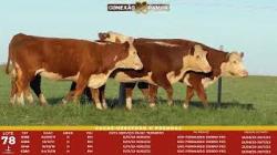 L 78 - 4 Vacas Hereford Prenhas - S�o Fernando