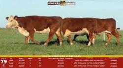 L 79 - 3 Vacas Hereford Prenhas - S�o Fernando