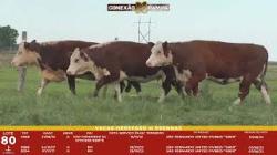 L 80 - 3 Vacas Hereford Prenhas - S�o Fernando