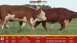 L 81 - 3 Vacas Hereford Prenhas - S�o Fernando