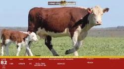 L 82 - 1 Vaca Hereford com cria - ASP