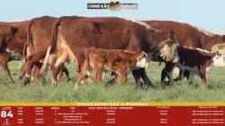 L 84 - 4 Vacas Hereford com cria - S�o Fernando