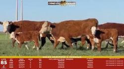 L 85 - 4 Vacas Hereford com cria - S�o Fernando