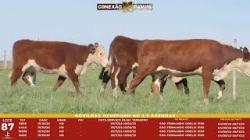 L 87 - 4 Novilhas Hereford 2,5a Prenhas - S�o Fernando