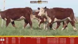 L 88 - 4 Novilhas Hereford 2,5a Prenhas - S�o Fernando