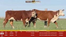 L 89 - 2 Novilhas Hereford 2,5a Prenhas - S�o Fernando