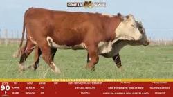 L 90 - 2 Novilhas Hereford 2,5a Prenhas - S�o Fernando