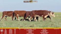L 91 - 5 Novilhas Hereford 2,5a Prenhas - Sil�ncio