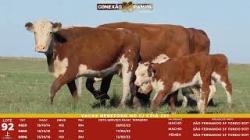 L 92 - 3 Vacas Hereford com cria - S�o Fernando
