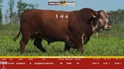 L 100 - Touro PAI Braford - S�o Manoel