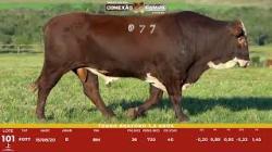 L 101 - Touro Braford 2,5a - S�o Fernando
