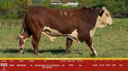 L 102 - Touro Braford 2,5a - S�o Fernando