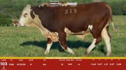 L 103 - Touro Braford 2,5a - S�o Fernando