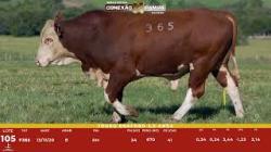 L 105 - Touro Braford 2,5a - S�o Fernando