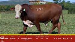 L 106 - Touro Braford 2,5a - S�o Fernando