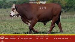 L 107 - Touro Braford 2,5a - S�o Fernando
