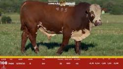 L 108 - Touro Braford 2,5a - S�o Fernando