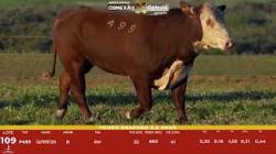 L 109 - Touro Braford 2,5a - S�o Fernando
