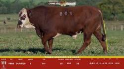 L 111 - Touro Braford 2,5a - S�o Fernando