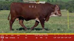L 112 - Touro Braford 2,5a - S�o Fernando
