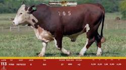 L 113 - Touro Braford 2,5a - S�o Fernando