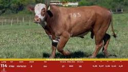 L 114 - Touro Braford 2,5a - S�o Fernando