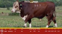 L 115 - Touro Braford 2,5a - S�o Fernando