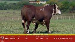 L 116 - Touro Braford 2,5a - S�o Fernando