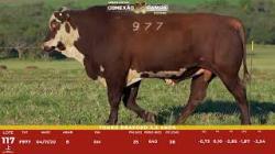 L 117 - Touro Braford 2,5a - S�o Fernando