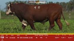 L 118 - Touro Braford 2,5a - S�o Manoel