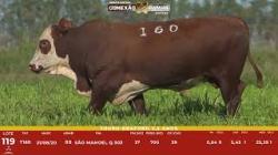 L 119 - Touro Braford 2,5a - S�o Manoel