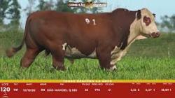 L 120 - Touro Braford 2,5a - S�o Manoel