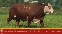 L 121 - Touro Braford 2,5a - S�o Manoel
