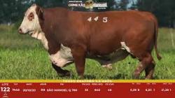 L 122 - Touro Braford 2,5a - S�o Manoel