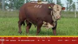 L 123 - Touro Braford 2,5a - S�o Manoel