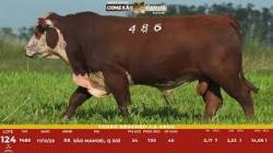 L 124 - Touro Braford 2,5a - S�o Manoel