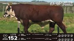 Lote 152