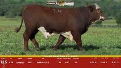L 125 - Touro Braford 2,5a - Sil�ncio