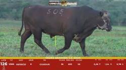 L 126 - Touro Braford 2,5a - Sil�ncio
