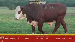 L 128 - Touro Braford 2,5a - Sil�ncio