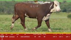 L 129 - Touro Braford 2,5a - Sil�ncio